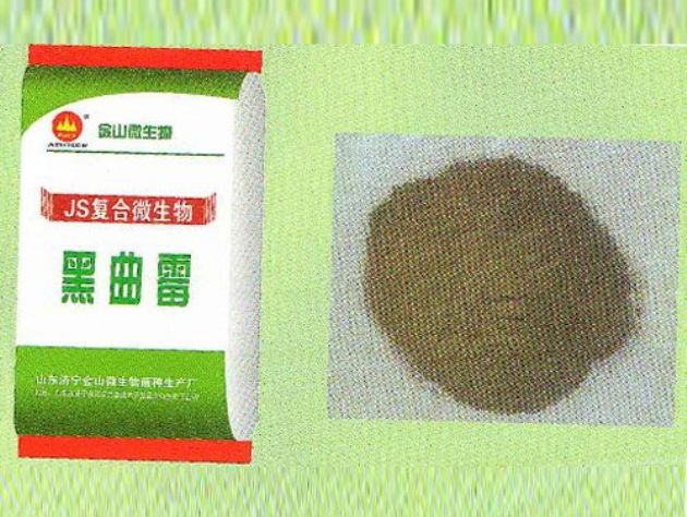 點(diǎn)擊查看詳細(xì)信息<br>標(biāo)題：黑曲霉 閱讀次數(shù)：3095